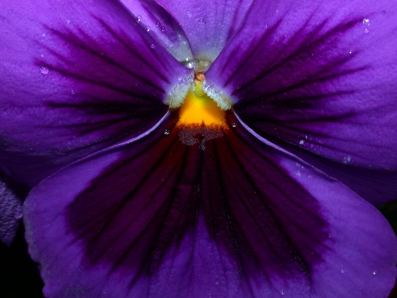 Il colore viola